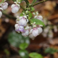 Strobilanthes lupulina Nees